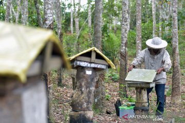 Mencegah karhutla, madu langka mereka dapat (bagian 2)