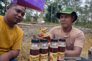 Mencegah karhutla, madu langka mereka dapat (bagian 1)