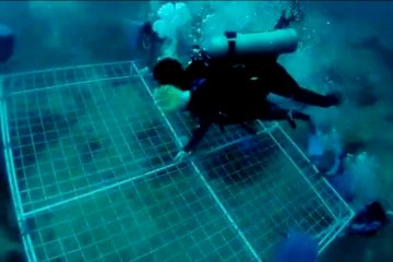 Penyelam turunkan 36 media koral transplantasi "Garuda Di Lautku"