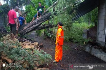 40 pohon tumbang sebabkan rumah rusak di Kulonprogo, sebut BPBD