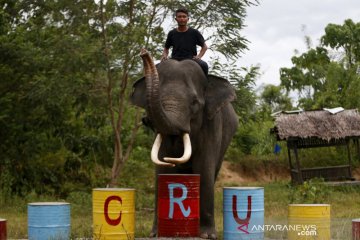 BKSDA Aceh melatih gajah jinak