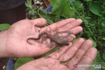 Meninjau langkah penyelamatan Danau Singkarak dan Maninjau