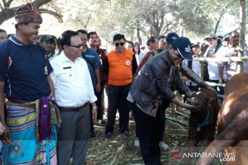 Kupang bertekad tetap jadi gudang ternak di NTT