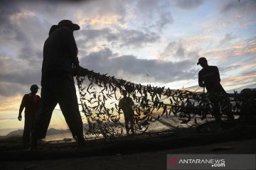 Pukat pantai banjir ikan teri