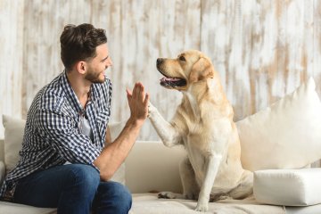 Anjing bisa kena virus corona, tapi bukan COVID-19