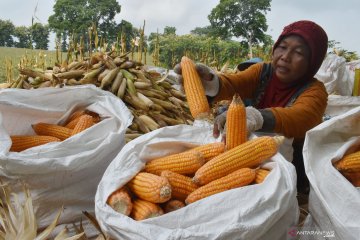 Indonesia tetap ekspor produk olahan jagung ke Vietnam
