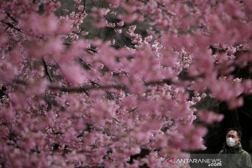 Gubernur Tokyo minta warga nikmati keindahan sakura tahun depan saja