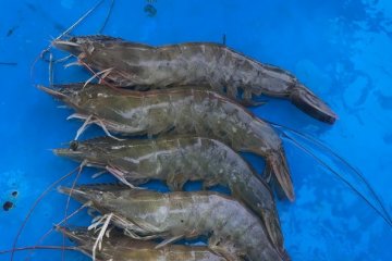 Badan Karantina Ikan Lampung berkomitmen jaga mutu komoditas budidaya