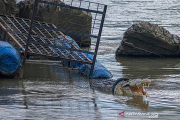 Buaya terjerat ban kembali muncul