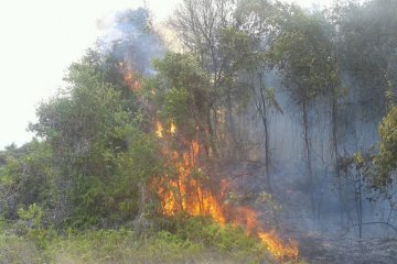 Karhutla kembali terjadi di Batam