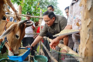 Musi Banyuasin gandeng IPB kembangkan Sekolah Peternakan Rakyat