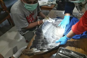 Elang ular bido dilepasliarkan KLHK di Puncak Gondang Kulon Progo