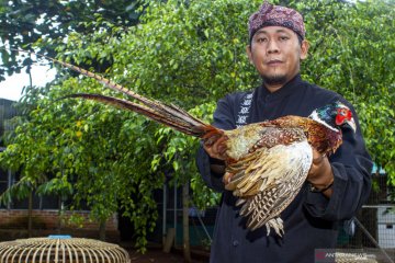 Peternakan ayam hias di Purwakarta