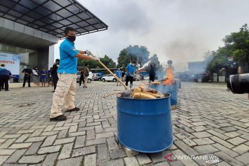 BNNP Banten musnahkan barang bukti 50 kg ganja