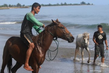 Penyakit kuda Afrika muncul di Thailand, lebih dari 100 kuda mati