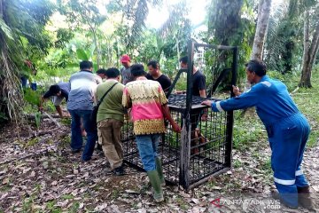 BBKSDA Riau pasang perangkap beruang liar di permukiman warga