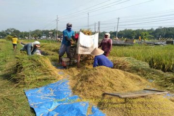 Peneliti ingatkan ketahanan pangan jadi prioritas utama ketika wabah