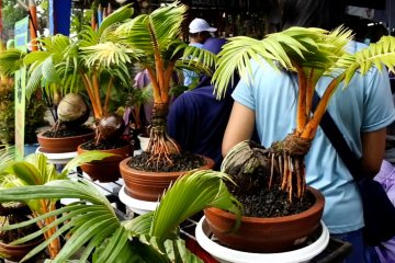 Kampung Tematik kelola bonsai pohon kelapa