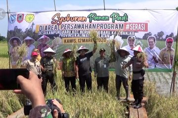 3000 hektar lahan padi "serasi" di Banjar-Kalsel siap panen