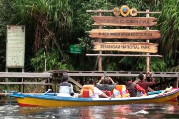 Menyusuri pekatnya air hitam Sungai Koran Sebangau