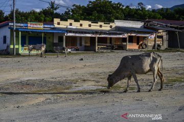 Terminal angkutan darat di Palu lengang