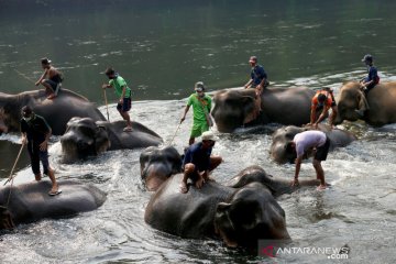Mandikan gajah di kamp wisata Thailand saat "lockdown"