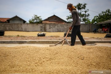 Antisipasi harga gabah jatuh, Kementan kaji bantuan selisih harga