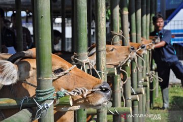 Cegah corona, NTB tutup sementara pasar hewan