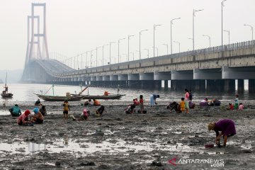 Pencari kerang di pantai Suramadu