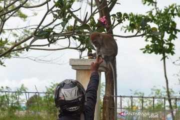 Memberi makan moyet liar