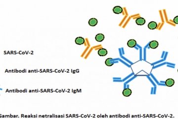 WHO tak yakin antibodi beri perlindungan  lawan  infeksi ulang  corona