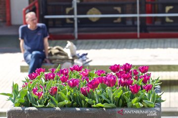 Festival Tulip yang sepi akibat COVID-19