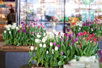 Jepang potong 100.000 lebih bunga tulip karena corona