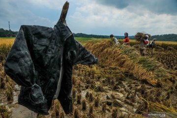 Perkiraan musim panen padi di Banten