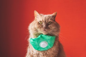 Studi baru, kucing bisa terinfeksi virus corona