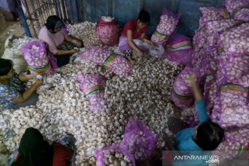 Peneliti harapkan pembenahan koordinasi untuk izin impor bawang putih