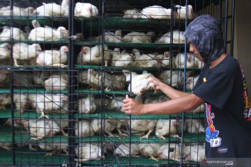 Harga daging ayam turun, Kota Malang deflasi 0,12 persen pada April