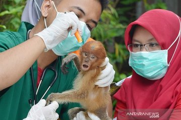 SBI berjuang selamatkan bekantan dari pandemi COVID-19