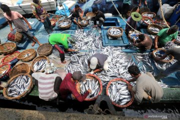 Harga ikan laut anjlok