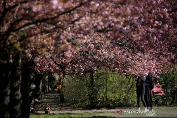 Bunga sakura bermekaran di Jerman
