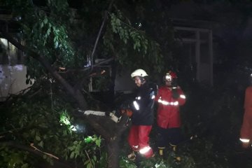 Pohon angsana tumbang menutup sebagian Jalan Raya Bekasi