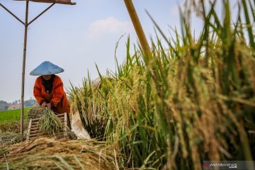 Pemerintah perlu waspadai dampak iklim terhadap stok beras
