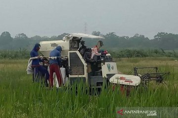 Sawah rawa program Serasi Kementan di Ogan Komering Ilir mulai panen