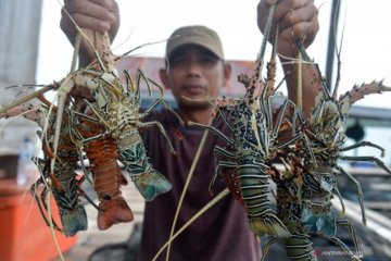 Harga lobster di Aceh Jaya merosot jadi Rp100 ribu/kilogram