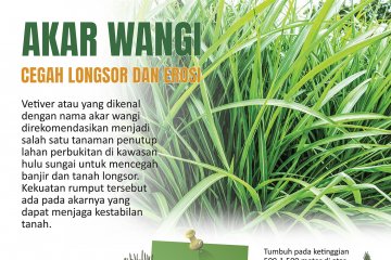 Akar wangi cegah longsor dan erosi