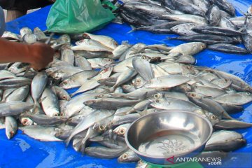 Pedagang ikan segar mengeluh sepinya pembeli