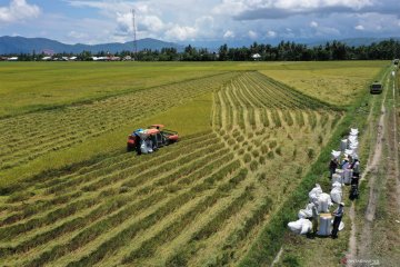 Hasil panen padi di Kabupaten Kolaka tetap stabil