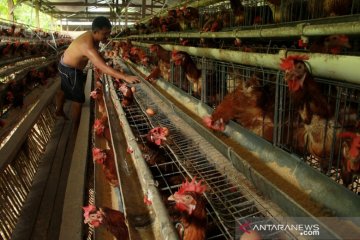 Harga telur ayam naik