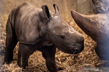 Bayi badak putih baru lahir di Kebun Binatang Copenhagen