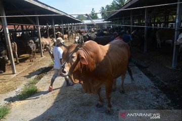 Pasar hewan jelang tradisi "Meugang"